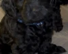 Cockapoo