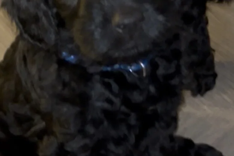 Cockapoo