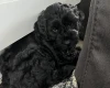 Cockapoo