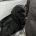 Cockapoo
