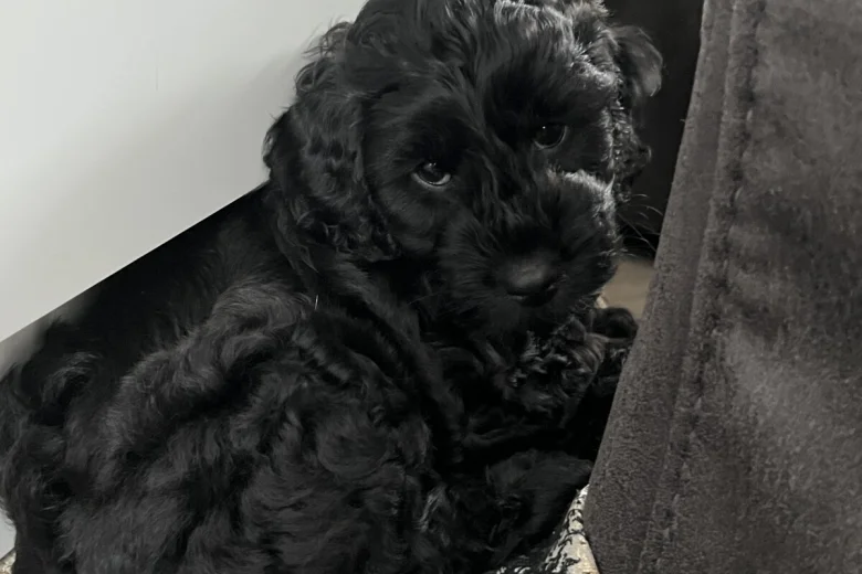 Cockapoo