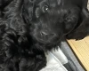 Cockapoo