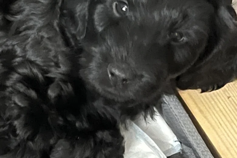 Cockapoo