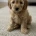 Cockapoo