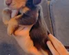 Cocker Spaniel (Working)