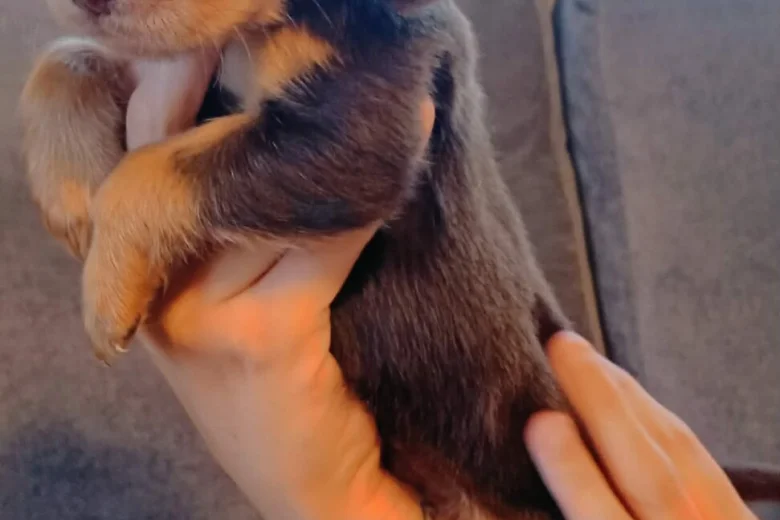 Cocker Spaniel (Working)
