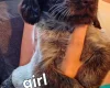 Cocker Spaniel (Working)