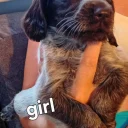 Cocker Spaniel (Working)