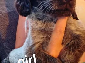 Cocker Spaniel (Working)