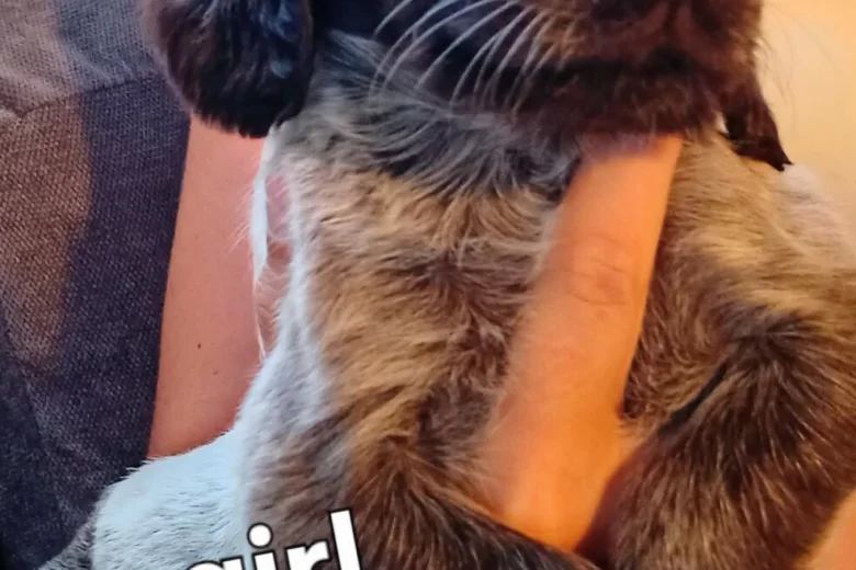 Cocker Spaniel (Working)