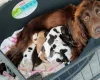 Cocker Spaniel (Working)