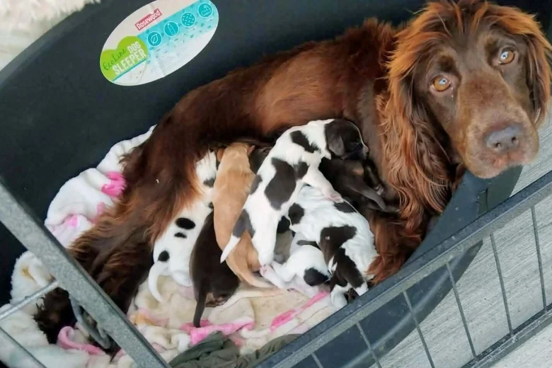 Cocker Spaniel (Working)