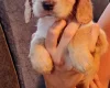 Cocker Spaniel (Working)
