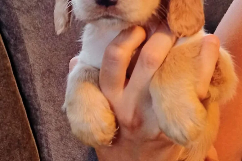 Cocker Spaniel (Working)