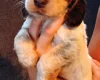 Cocker Spaniel (Working)