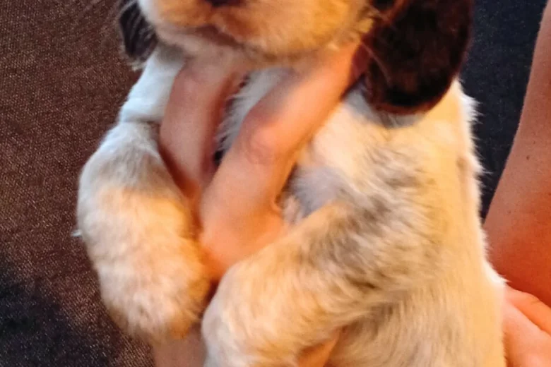 Cocker Spaniel (Working)