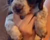 Cocker Spaniel (Working)