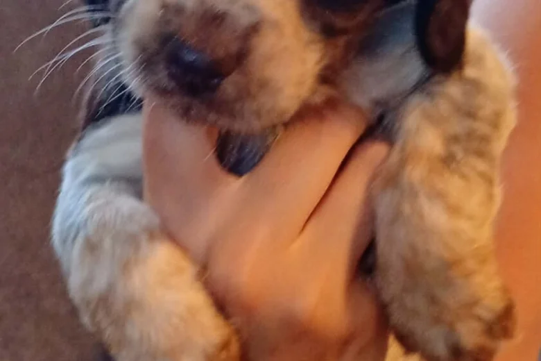 Cocker Spaniel (Working)