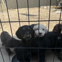 Cocker Spaniel (Working)