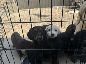 Cocker Spaniel (Working)