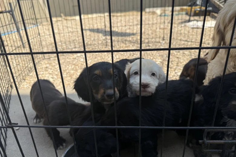 Cocker Spaniel (Working)