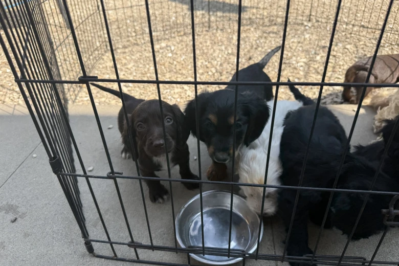Cocker Spaniel (Working)