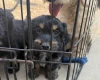 Cocker Spaniel (Working)