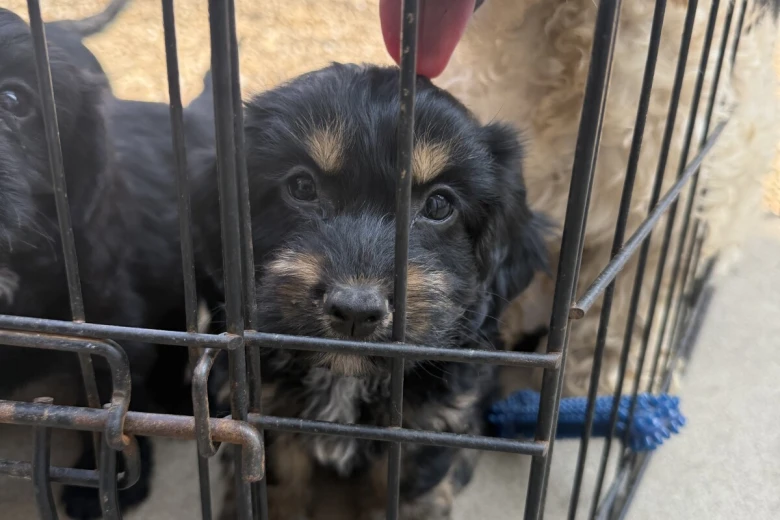 Cocker Spaniel (Working)