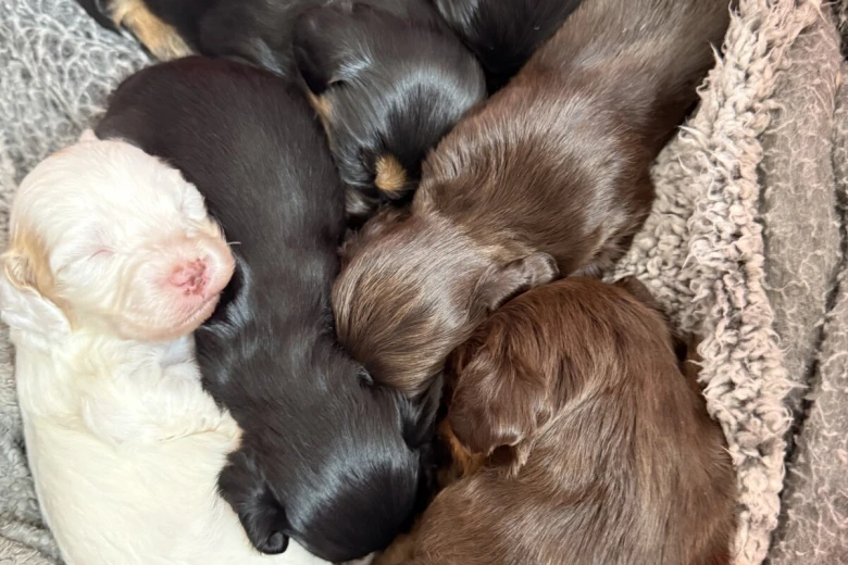 Cocker Spaniel (Working)