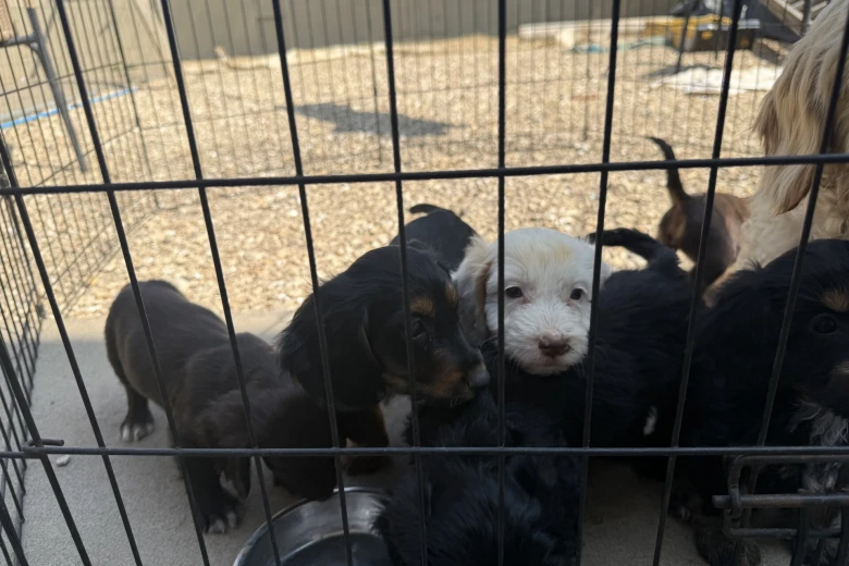 Cocker Spaniel (Working)