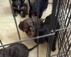 Cocker Spaniel (Working)