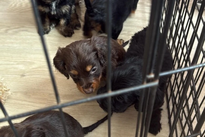 Cocker Spaniel (Working)