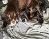 Cocker Spaniel (Working)