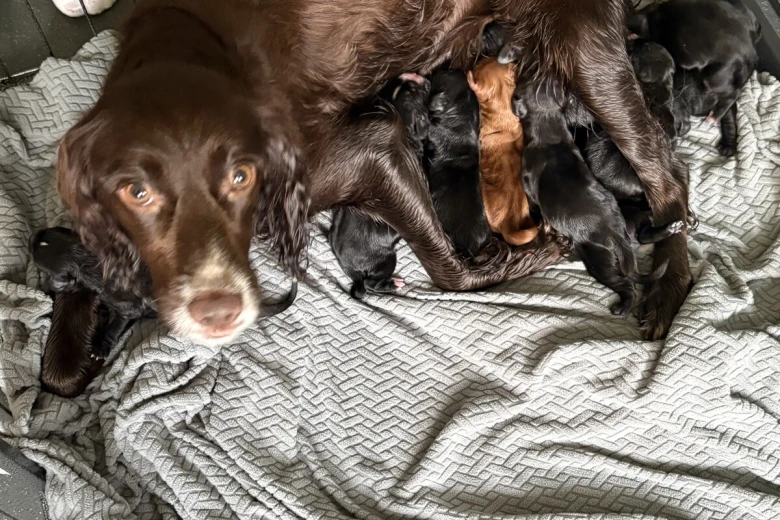 Cocker Spaniel (Working)