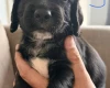 Cocker Spaniel (Working)