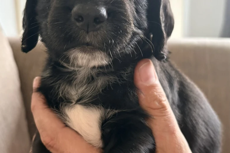 Cocker Spaniel (Working)