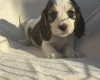 Cocker Spaniel (Show)