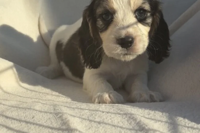 Cocker Spaniel (Show)