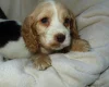 Cocker Spaniel (Show)