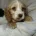 Cocker Spaniel (Show)