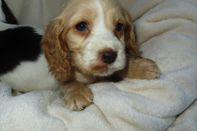 Cocker Spaniel (Show)