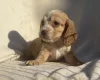 Cocker Spaniel (Show)