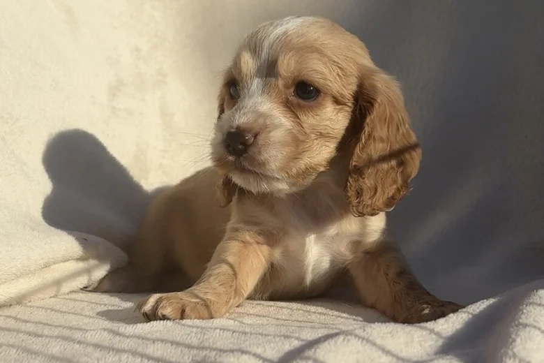 Cocker Spaniel (Show)