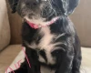 Cocker Spaniel (Working)
