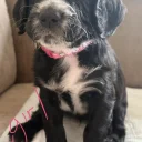 Cocker Spaniel (Working)