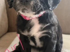 Cocker Spaniel (Working)