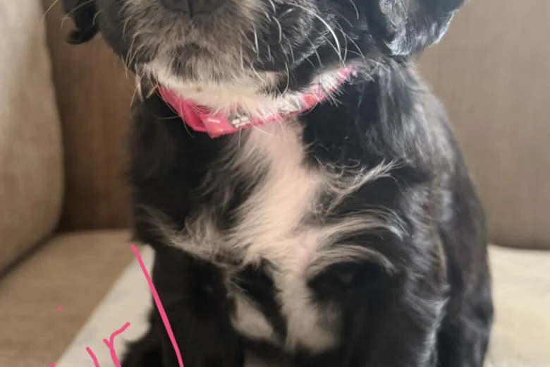Cocker Spaniel (Working)