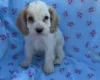 Cocker Spaniel (Show)
