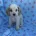 Cocker Spaniel (Show)