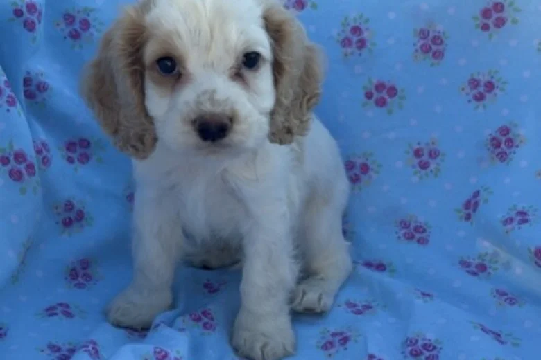 Cocker Spaniel (Show)